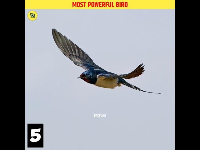 Facts About Shallow Bird (Ababeel)  #shorts