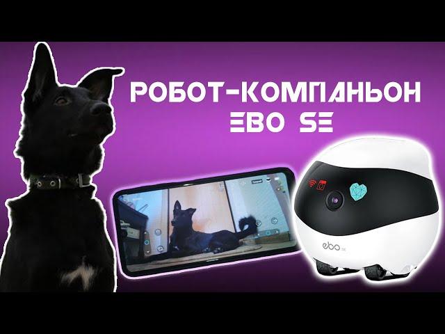 Робот для Слежки. Обзор на робот камеру Ebo SE. Робот компаньон