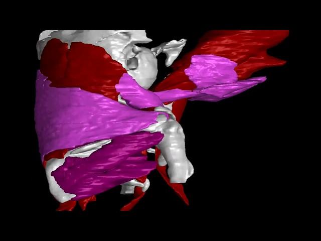 Scientists from Institut Pasteur and CEITEC BUT revealed morphogenetic signatures defining mammalian