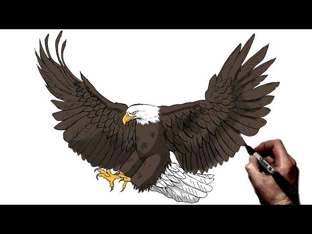 How To Draw A Bald Eagle (Hunting) | Step By Step