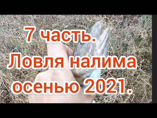 Ловля налима осенью 2021 . Поиск налимьих троп . 7 часть . Налим 2021 . Рыбалка 2021