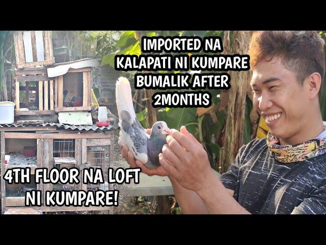 IMPORTED NA KALAPATI NI KUMPARE BUMALIK AFTER 2 MONTHS!