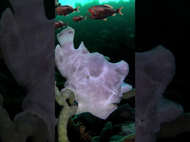 Giant White Frogfish Braces On Finger Coral Hunts Prey #frogfish