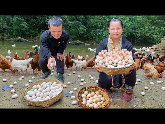 Dwarf Family Harvesting Joy - harvesting Chicken Eggs & bake eggs in bamboo tube - Garden renovation