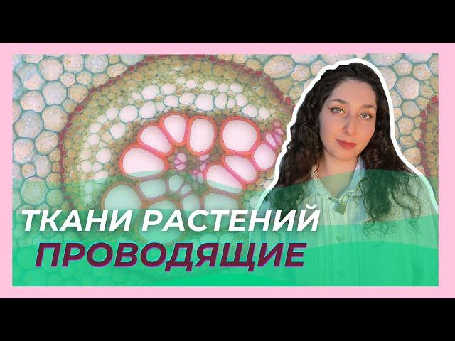 Ткани растений  —  Проводящие ткани. ЦТ/ЦЭ/устный экзамен