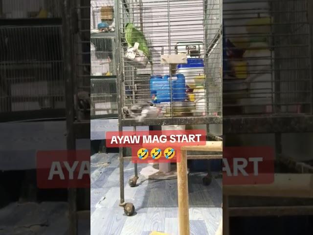 AFRICAN GREY PARROT #greyparots #africangrey #babybird #bird #birds #par #parrot #masff #PLAYBIRDS