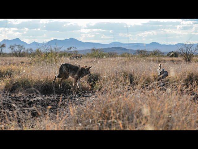 Sixteen Coyotes in One Day and The Best Coyote Hunt Captured on Film | The Last Stand S2:E6