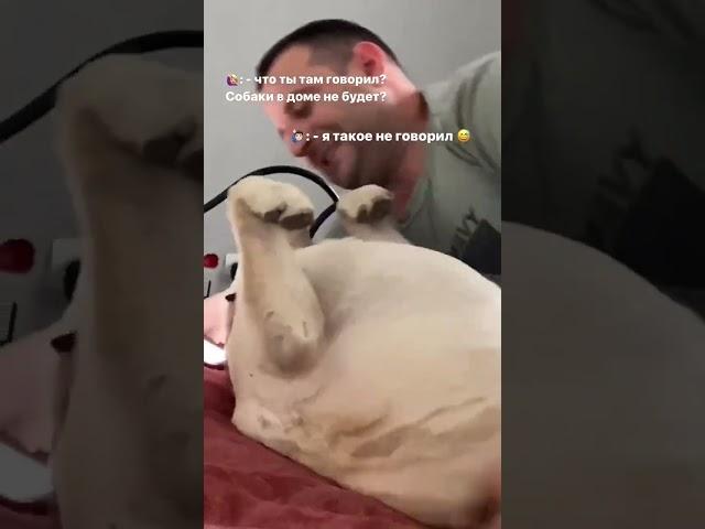 СОБАКИ в доме НЕ БУДЕТ!!  #лабрадорхарли