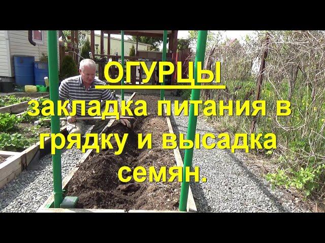 70. Огурцы. Часть 3 - закладка питания в грядку и высадка семенами в грунт.