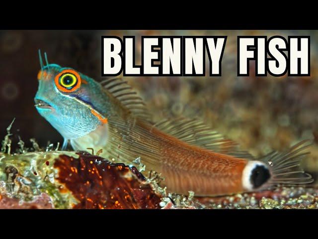 The 15 BEST Types of Blennies