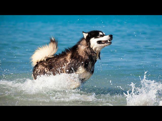 A Look at the History of Alaskan Malamutes with Native Tribes