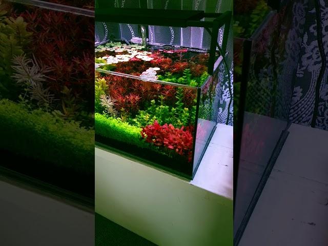 Akwarium 25l na podłożu Platinum Soil. #akwarium25l #platinumsoil #akwariumroślinne