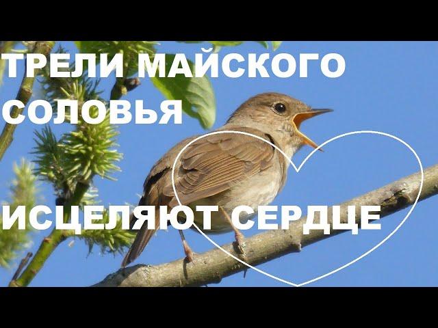 МАЙСКИЕ ТРЕЛИ СОЛОВЬЯ В ЗАРОСЛЯХ ЧЕРЁМУХИ ДУШИСТОЙ.ПЕНИЕ УСПОКАИВАЕТ И ИСЦЕЛЯЕТ ДУШУ.