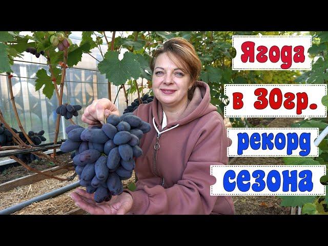 Виноград.  г.ф. Алвика ещё  больше удивляет. Урожай 2022г.