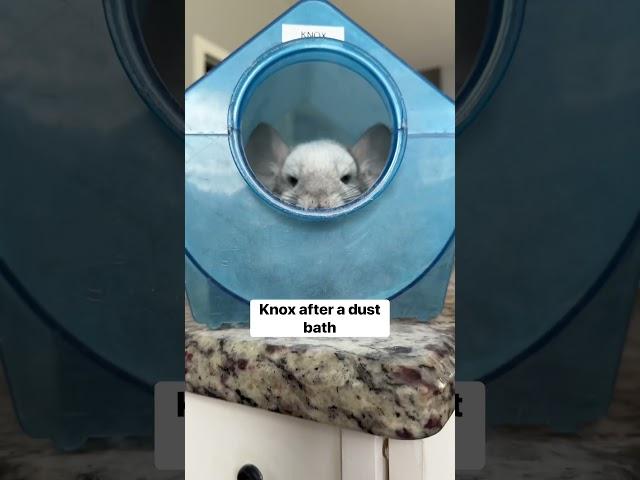 The color change is WILD #shorts #chinchilla #Knox #wow