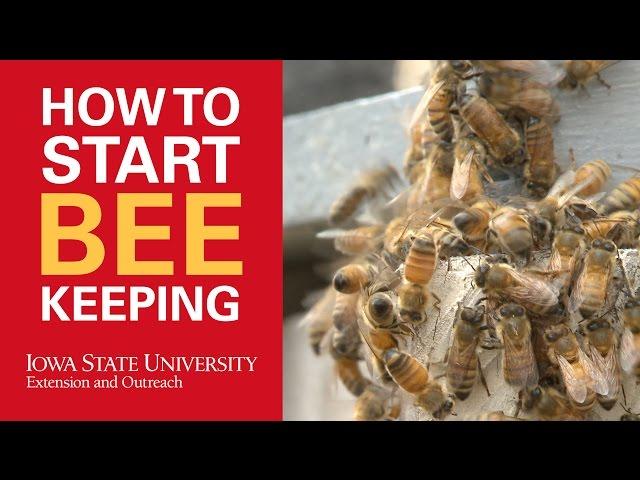 How to Start Beekeeping