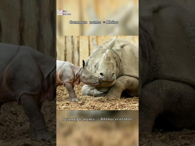 Scientific name of Rhino