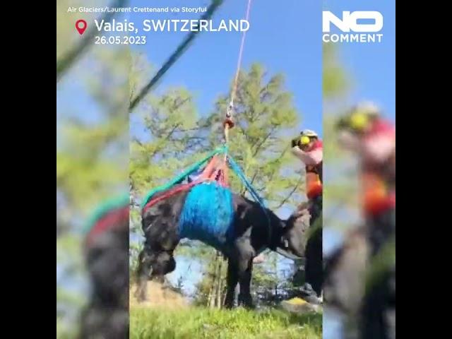  Fly me to the Moo? Injured cow airlifted in Switzerland #shorts #nocomment