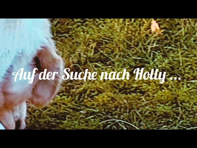 Auf der Suche nach unserer Holly ... 