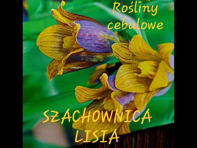 Sadzimy cebule - wieloletnia Szachownica lisia # Nasz Ogródek