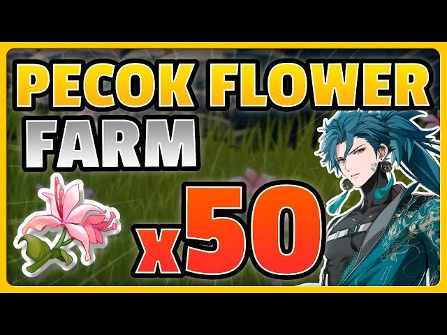 ALL 50 PECOK FLOWER  !!!   (SPEEDRUN ROUTE) |  Wuthering waves