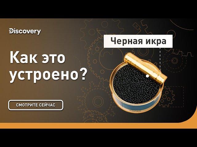 Черная икра | Как это устроено | Discovery