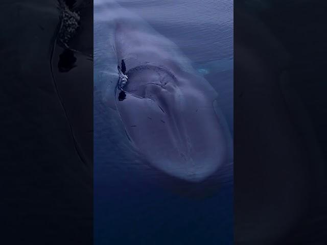 The Blue Whale - the largest animal to ever live