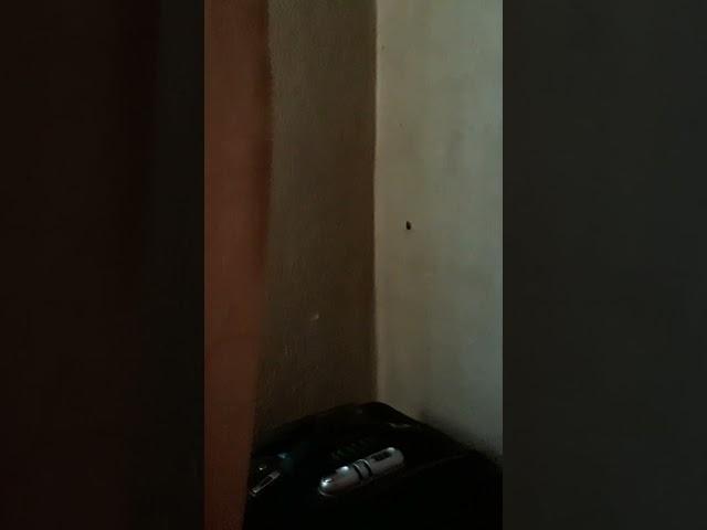 ТАРАКАН ИГОРЬ (ВОЗМОЖНО ОН ЕЩЕ ЖИВ)