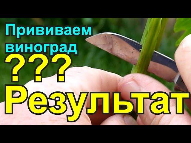 Прививка винограда, Результат.