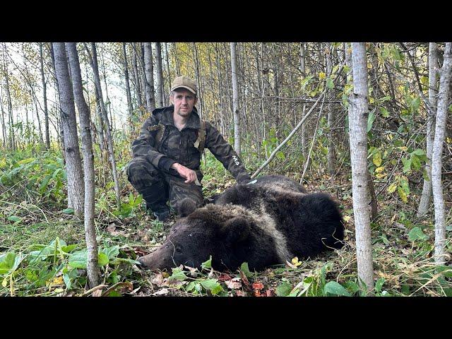 Знакомство молодых лаек с медведем.Поставили второго зверя