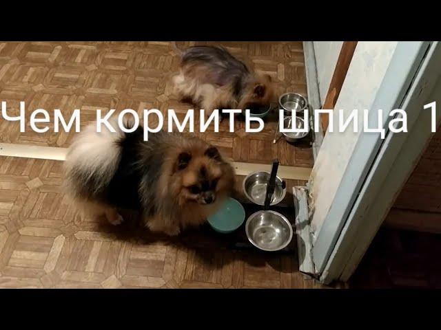 Чем кормить шпица 1. Продолжение https://youtu.be/Y__frKUTGGk