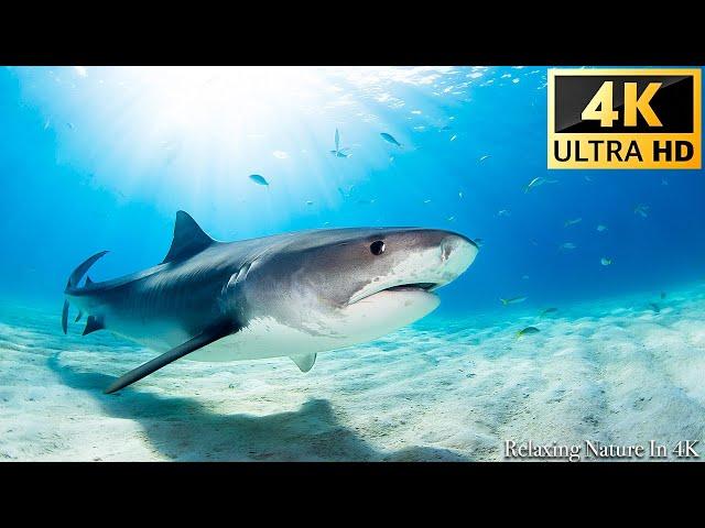 Our Planet | Animals Of Ocean 4K: Shark (4K ULTRA HD) - Scenic Relaxation Film With Calming Music