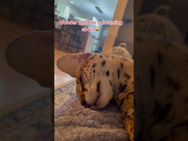 Bravo dreaming  #fyp #kittygang #cats #dreaming #sleeping #serval #shorts