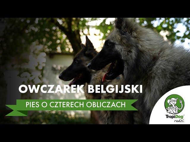 Owczarek belgijski - pies o czterech obliczach