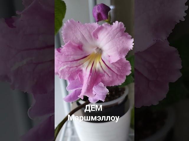 ДЕМ Маршмэллоу