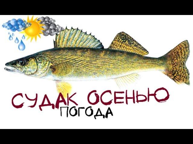 Влияние погоды и атмосферного давления на клев судака осенью!