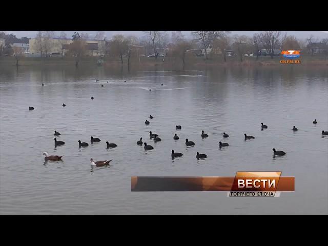 На городское озеро прилетели мускусные утки