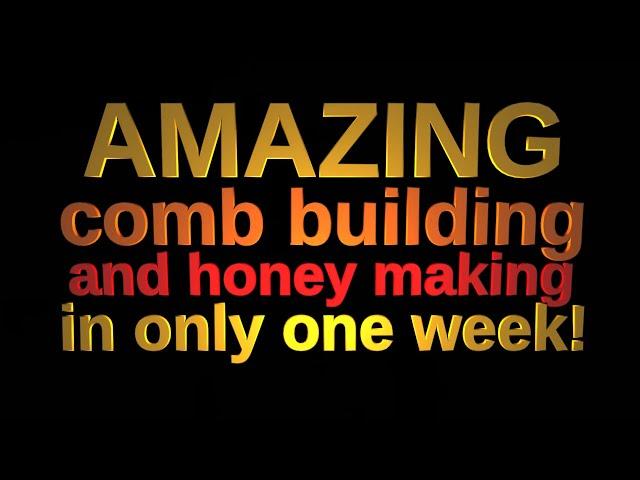 AMAZING comb building and honey making in one week! (+ early queen supersedure and handling bars)