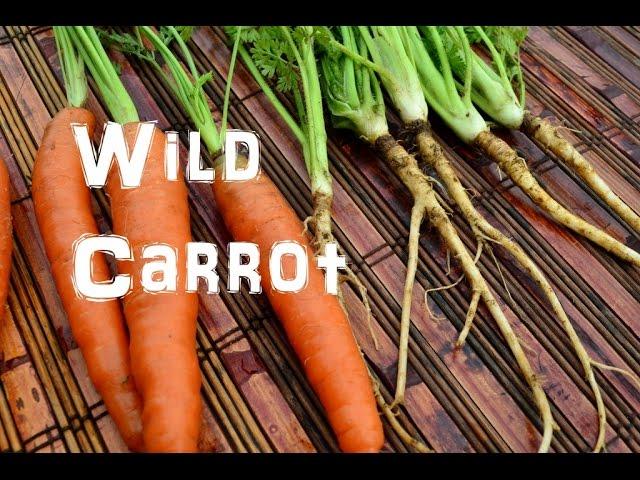 (The Northwest Forager) Ep. 13 Wild Carrot - Queen Anne's Lace