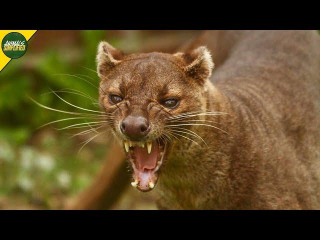 Fossa: Madagascar's Elusive Apex Predator