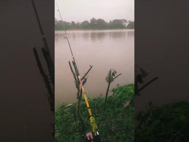 REUPLOUD SPOT MANCING DESA ULAK KEMAHANG,PALEMBANG SUMATERA SELATAN @damsir10