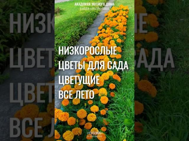 #Низкорослые ЦВЕТЫ ДЛЯ САДА цветущие все лето Самые красивые БОРДЮРНЫЕ ЦВЕТЫ #цветы #сад #уют