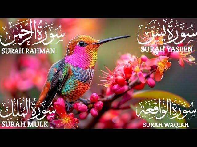 Surah Yaseen (Yasin) | Surah Rahman | Surah Waqiah | Surah Mulk | Beautiful Quran Recitation EP:0118