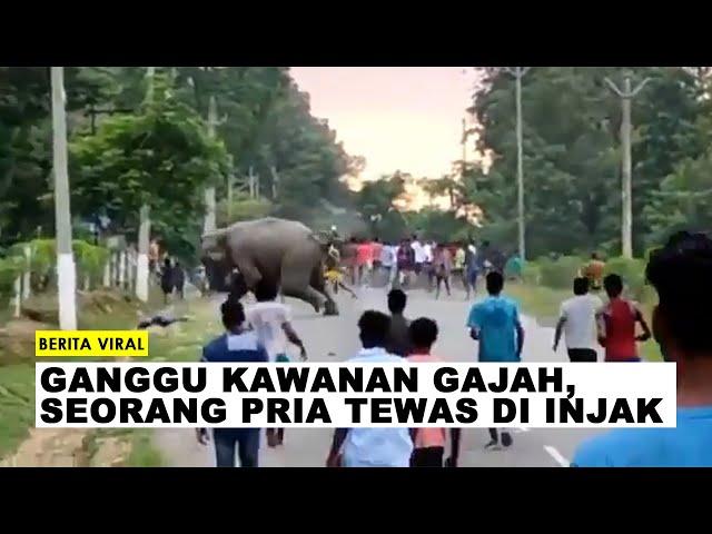 Seorang Pria tewas diinjak gajah