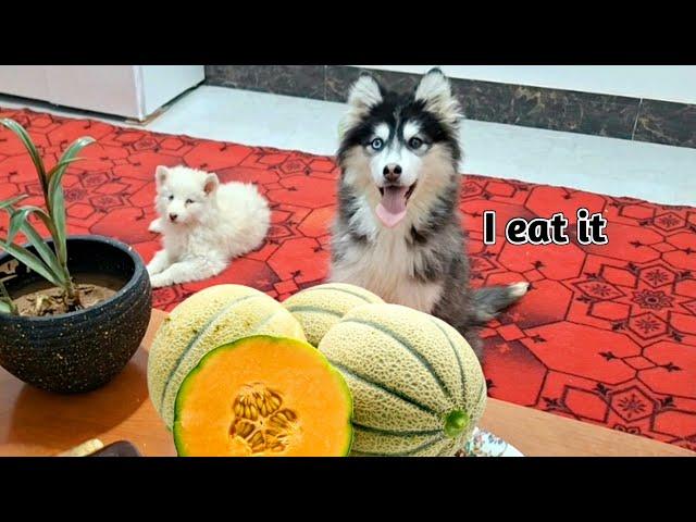 Husky's reaction to vegetables and fruits! Dogs tasting food