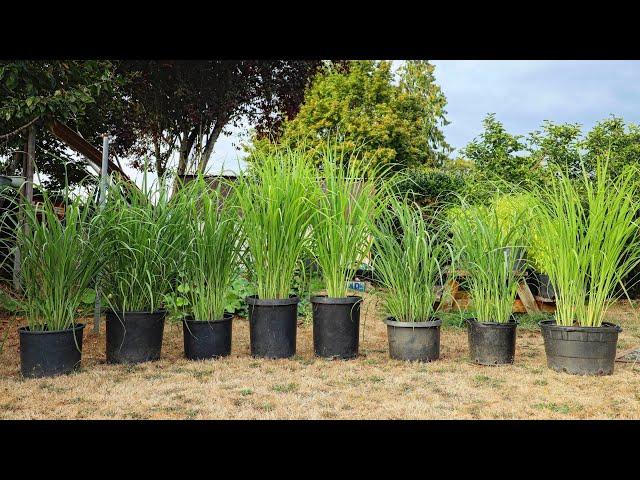 LEMONGRASS: Growing, Harvesting, Storing, and Using Lemongrass 