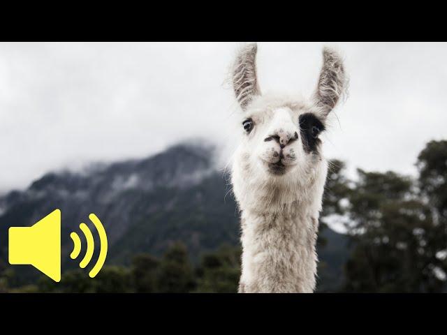 What does a Llama sound like? - Animal Sounds