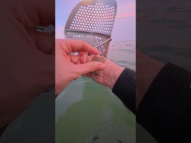 #detector #playa #кладоискатель #pendiente  #xp #detection #metaldetector #mar