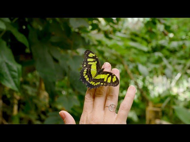 Releasing Rare Butterflies with Christina Wilson!