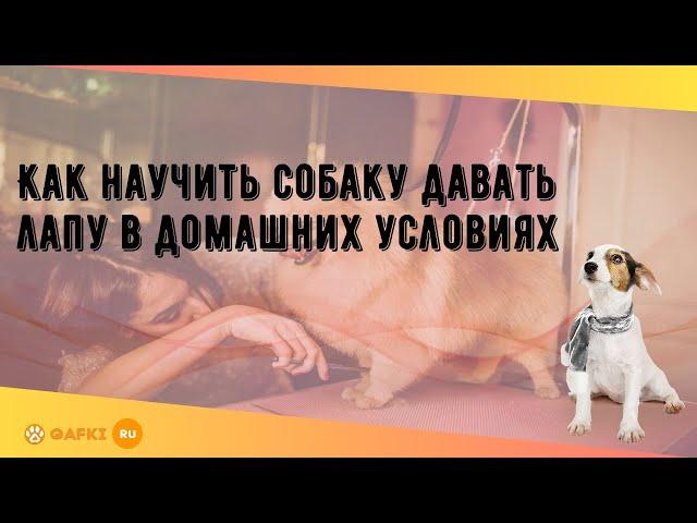 Как научить собаку давать лапу в домашних условиях